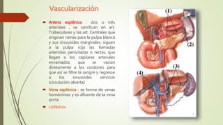 Vascularización
 Arteria esplénica : dos o três
arteriales , se ramifican en art.
Trabeculares y las art. Centrales que
originan ramas para la pulpa blanca
y sus sinusoides marginales, siguen
a la pulpa roja las llamadas
arteríolas peniciladas o rectas, que
llegan a los capilares arteriales
envainados, que se vacían
diretamente a los cordones para
que así se filtre la sangre y regresse
a los sinusoides venosos
(circulación abierta)
 Vena esplénica : se forma de venas
homónimas y es afluente de la vena
porta
 Linfáticos
 
