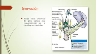 Inervación
 Recibe fibras simpáticas
del plexo celíaco para
vasoconstricción de la
cápsula y sus trabéculas
 