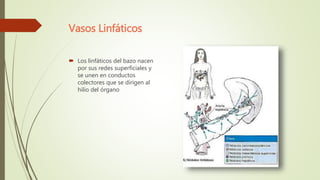 Vasos Linfáticos
 Los linfáticos del bazo nacen
por sus redes superficiales y
se unen en conductos
colectores que se dirigen al
hilio del órgano
 