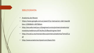 BIBLIOGRAFIA
• Anatomia de Moore
• https://www.google.com.ec/search?q=inervacion+del+bazo&
biw=1366&bih=667&tbm
• http://escuela.med.puc.cl/paginas/cursos/primero/anatomia/
modulos/webtronco97ok/lec10/BazoIrriginer.html
• http://mural.uv.es/monavi/disco/primero/anatomia/Tema55.p
df
• http://www.anatomia.tripod.com/bazo.htm
 