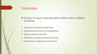 Funciones
 El bazo, la mayor masa del tejido linfático tiene múltiples
funciones:
1. Formación de células sanguíneas
2. Metabolismo de hierro y hemoglobina
3. Destrucción de eritrocitos
4. Filtración y almacenamiento de sangre
5. Fagocitosis y respuestas inmunitarias
 