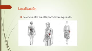 Localización
Se encuentra en el hipocondrio izquierdo
 