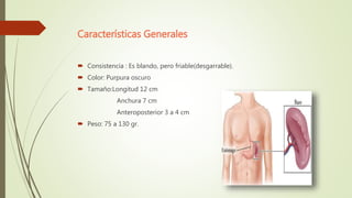 Características Generales
 Consistencia : Es blando, pero friable(desgarrable).
 Color: Purpura oscuro
 Tamaño:Longitud 12 cm
Anchura 7 cm
Anteroposterior 3 a 4 cm
 Peso: 75 a 130 gr.
 