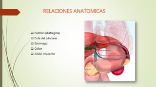 RELACIONES ANATOMICAS
 Pulmón (diafragma)
 Cola del páncreas
 Estómago
 Colon
 Riñón izquierdo
 