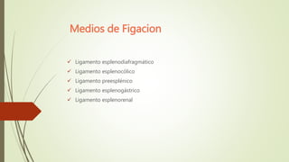 Medios de Figacion
 Ligamento esplenodiafragmático
 Ligamento esplenocólico
 Ligamento preesplénico
 Ligamento esplenogástrico
 Ligamento esplenorenal
 