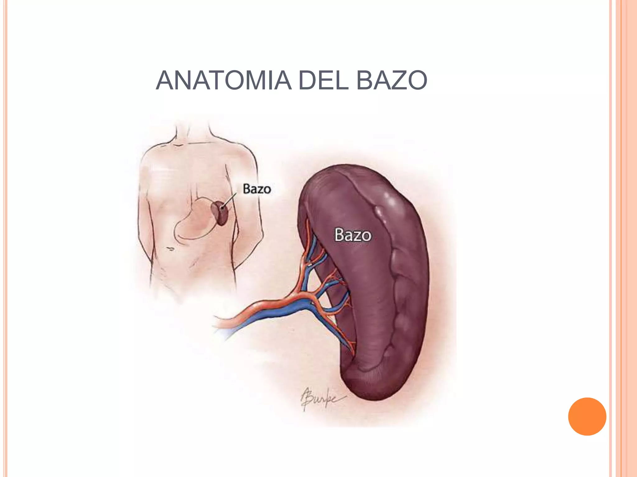 Anatomia del bazo | PPTX | Blood Disorders | Diseases and Conditions