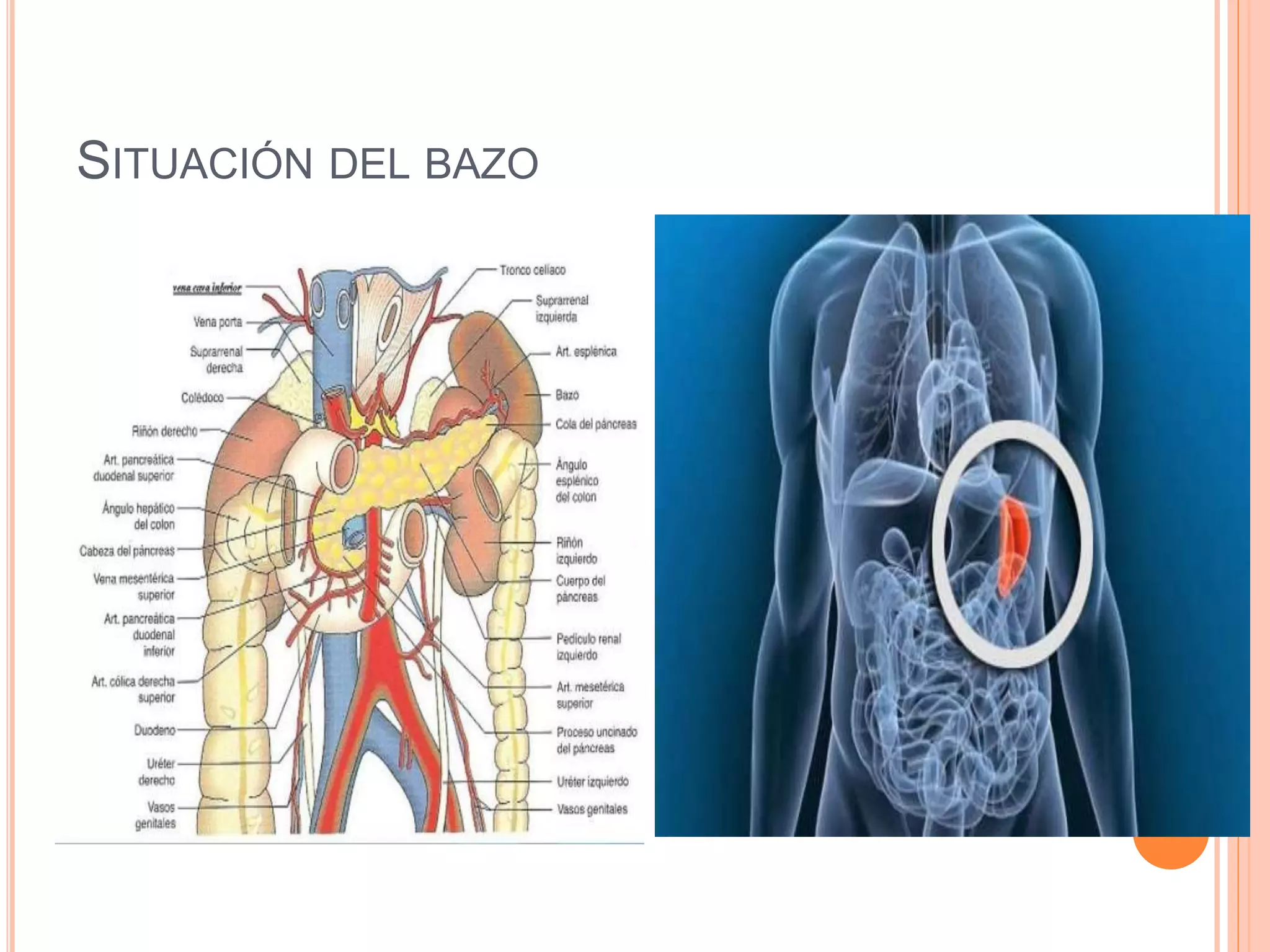 Anatomia del bazo | PPTX | Blood Disorders | Diseases and Conditions