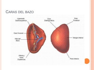 CARAS DEL BAZO
 