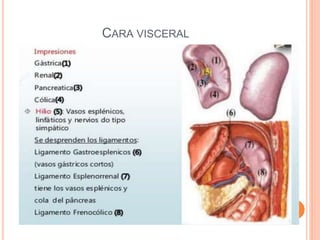 CARA VISCERAL
 