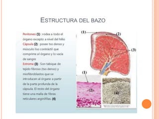ESTRUCTURA DEL BAZO
 