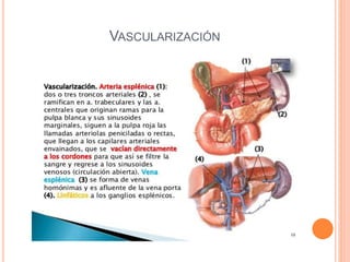 VASCULARIZACIÓN
 