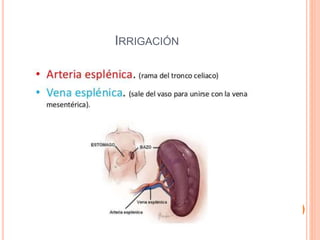 IRRIGACIÓN
 