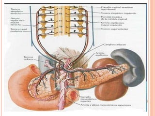 Anatomia del bazo