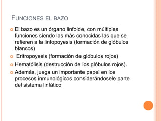 FUNCIONES EL BAZO
 El bazo es un órgano linfoide, con múltiples
funciones siendo las más conocidas las que se
refieren a la linfopoyesis (formación de glóbulos
blancos)
 Eritropoyesis (formación de glóbulos rojos)
 Hematólisis (destrucción de los glóbulos rojos).
 Además, juega un importante papel en los
procesos inmunológicos considerándosele parte
del sistema linfático
 