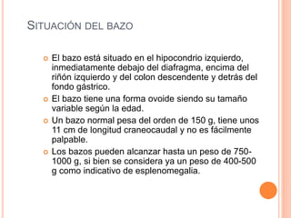 SITUACIÓN DEL BAZO
 El bazo está situado en el hipocondrio izquierdo,
inmediatamente debajo del diafragma, encima del
riñón izquierdo y del colon descendente y detrás del
fondo gástrico.
 El bazo tiene una forma ovoide siendo su tamaño
variable según la edad.
 Un bazo normal pesa del orden de 150 g, tiene unos
11 cm de longitud craneocaudal y no es fácilmente
palpable.
 Los bazos pueden alcanzar hasta un peso de 750-
1000 g, si bien se considera ya un peso de 400-500
g como indicativo de esplenomegalia.
 