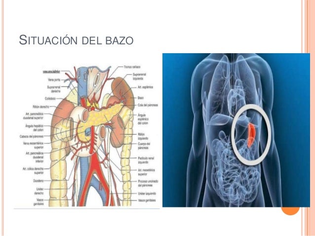 Anatomia del bazo