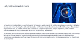 La función principal del bazo
La función principal del bazo incluye la ﬁltración de la sangre, la eliminación de células sanguíneas envejecidas o dañadas,
la respuesta inmunológica y la producción de ciertas células sanguíneas durante el desarrollo fetal. Aunque el bazo es un
órgano importante, es posible vivir sin él en caso de una extirpación quirúrgica, aunque la persona puede ser más
susceptible a ciertas infecciones y debe recibir una vacuna contra la neumonía.
En resumen, el bazo es un órgano linfático y hematopoyético que cumple un papel importante en la respuesta inmunológica
del cuerpo al ﬁltrar la sangre, eliminar células sanguíneas envejecidas o dañadas, y participar en la defensa contra
infecciones. Además, desempeña un papel clave en el almacenamiento y liberación de células sanguíneas en situaciones
de emergencia.
 