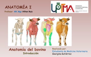 ANATOMÍA I
Realizado por:
Estudiante de Medicina Veterinaria
Georgina Gutiérrez
Profesor: MV.Mgs Hilton Ruiz
Anatomía del bovino
Introducción
 