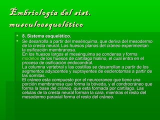 Embriología ddeell ssiisstt.. 
mmuussccuullooeessqquueellééttiiccoo 
 88.. SSiisstteemmaa eessqquueellééttiiccoo.. 
 SSee ddeessaarrrroollllaa aa ppaarrttiirr ddeell mmeesséénnqquuiimmaa,, qquuee ddeerriivvaa ddeell mmeessooddeerrmmoo 
ddee llaa ccrreessttaa nneeuurraall.. LLooss hhuueessooss ppllaannooss ddeell ccrráánneeoo eexxppeerriimmeennttaann 
llaa oossiiffiiccaacciióónn mmeemmbbrraannoossaa.. 
EEnn llooss hhuueessooss llaarrggooss eell mmeesséénnqquuiimmaa ssee ccoonnddeennssaa yy ffoorrmmaa 
mmooddeellooss ddee llooss hhuueessooss ddee ccaarrttííllaaggoo hhiiaalliinnoo,, eell ccuuaall eennttrraa eenn eell 
pprroocceessoo ddee oossiiffiiccaacciióónn eennddooccoonnddrraall.. 
LLaa ccoolluummnnaa vveerrtteebbrraall yy llaass ccoossttiillllaass ssee ddeessaarrrroollllaann aa ppaarrttiirr ddee llooss 
sseeggmmeennttooss aaddyyaacceenntteess yy ssuupprraayyeenntteess ddee eesscclleerroottoommaass aa ppaarrttiirr ddee 
llaass ssoommiittaass.. 
EEll ccrráánneeoo eessttaa ccoommppuueessttoo ppoorr eell nneeuurrooccrraanneeoo qquuee ttiieennee uunnaa 
ppoorrcciióónn mmeemmbbrraannoossaa qquuee ffoorrmmaa llaa bbóóvveeddaa,, yy eell ccoonnddrrooccrráánneeoo qquuee 
ffoorrmmaa llaa bbaassee ddeell ccrráánneeoo,, qquuee eessttaa ffoorrmmaaddaa ppoorr ccaarrttííllaaggoo.. LLaass 
cceelluullaass ddee llaa ccrreessttaa nneeuurraall ffoorrmmaann llaa ccaarraa,, mmiieennttrraass eell rreessttoo ddeell 
mmeessooddeerrmmoo ppaarraaxxiiaall ffoorrmmaa eell rreessttoo ddeell ccrráánneeoo.. 
 