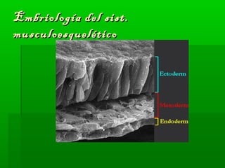 Embriología ddeell ssiisstt.. 
mmuussccuullooeessqquueellééttiiccoo 
 
