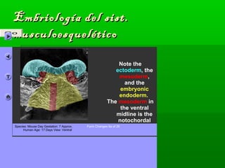 Embriología ddeell ssiisstt.. 
#Gommuussccuullooeessqquueellééttiiccoo 
Note the 
ectoderm, the 
mesoderm, 
and the 
embryonic 
endoderm. 
The mesoderm in 
the ventral 
midline is the 
notochordal 
plate. 
Species: Mouse Day Gestation: 7 Approx. 
Human Age: 17 Days View: Ventral 
Form Changes 6a of 26 
 