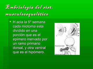 Embriología ddeell ssiisstt.. 
mmuussccuullooeessqquueellééttiiccoo 
 HH aacciiaa llaa 55°° sseemmaannaa 
ccaaddaa mmiioottoommaa eessttaa 
ddiivviiddiiddoo eenn uunnaa 
ppoorrcciióónn qquuee eess eell 
eeppíímmeerroo iinneerrvvaaddoo ppoorr 
uunn rraammoo pprriimmaarriioo 
ddoorrssaall,, yy oottrraa vveennttrraall 
qquuee eess eell hhiippóómmeerroo.. 
 