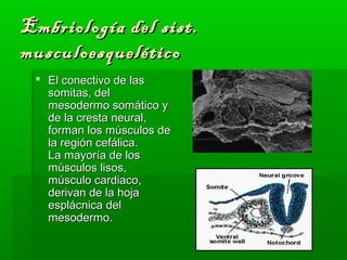 Embriología ddeell ssiisstt.. 
mmuussccuullooeessqquueellééttiiccoo 
 EEll ccoonneeccttiivvoo ddee llaass 
ssoommiittaass,, ddeell 
mmeessooddeerrmmoo ssoommááttiiccoo yy 
ddee llaa ccrreessttaa nneeuurraall,, 
ffoorrmmaann llooss mmúússccuullooss ddee 
llaa rreeggiióónn cceeffáálliiccaa.. 
LLaa mmaayyoorrííaa ddee llooss 
mmúússccuullooss lliissooss,, 
mmúússccuulloo ccaarrddiiaaccoo,, 
ddeerriivvaann ddee llaa hhoojjaa 
eessppllááccnniiccaa ddeell 
mmeessooddeerrmmoo.. 
 