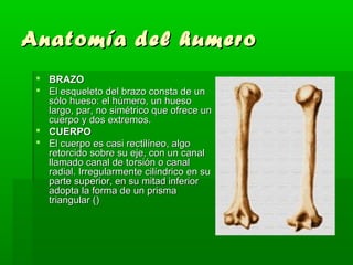 Anatomía ddeell hhuummeerroo 
 BBRRAAZZOO 
 EEll eessqquueelleettoo ddeell bbrraazzoo ccoonnssttaa ddee uunn 
ssóólloo hhuueessoo:: eell hhúúmmeerroo,, uunn hhuueessoo 
llaarrggoo,, ppaarr,, nnoo ssiimmééttrriiccoo qquuee ooffrreeccee uunn 
ccuueerrppoo yy ddooss eexxttrreemmooss.. 
 CCUUEERRPPOO 
 EEll ccuueerrppoo eess ccaassii rreeccttiillíínneeoo,, aallggoo 
rreettoorrcciiddoo ssoobbrree ssuu eejjee,, ccoonn uunn ccaannaall 
llllaammaaddoo ccaannaall ddee ttoorrssiióónn oo ccaannaall 
rraaddiiaall.. IIrrrreegguullaarrmmeennttee cciillíínnddrriiccoo eenn ssuu 
ppaarrttee ssuuppeerriioorr,, eenn ssuu mmiittaadd iinnffeerriioorr 
aaddooppttaa llaa ffoorrmmaa ddee uunn pprriissmmaa 
ttrriiaanngguullaarr (()) 
 