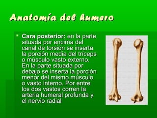 Anatomía ddeell hhuummeerroo 
 CCaarraa ppoosstteerriioorr:: eenn llaa ppaarrttee 
ssiittuuaaddaa ppoorr eenncciimmaa ddeell 
ccaannaall ddee ttoorrssiióónn ssee iinnsseerrttaa 
llaa ppoorrcciióónn mmeeddiiaa ddeell ttrríícceeppss 
oo mmúússccuulloo vvaassttoo eexxtteerrnnoo.. 
EEnn llaa ppaarrttee ssiittuuaaddaa ppoorr 
ddeebbaajjoo ssee iinnsseerrttaa llaa ppoorrcciióónn 
mmeennoorr ddeell mmiissmmoo mmúússccuulloo 
oo vvaassttoo iinntteerrnnoo.. PPoorr eennttrree 
llooss ddooss vvaassttooss ccoorrrreenn llaa 
aarrtteerriiaa hhuummeerraall pprrooffuunnddaa yy 
eell nneerrvviioo rraaddiiaall 
 