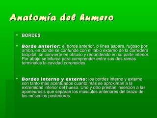 Anatomía ddeell hhuummeerroo 
 BBOORRDDEESS 
 BBoorrddee aanntteerriioorr:: eell bboorrddee aanntteerriioorr,, oo llíínneeaa áássppeerraa,, rruuggoossoo ppoorr 
aarrrriibbaa,, eenn ddoonnddee ssee ccoonnffuunnddee ccoonn eell llaabbiioo eexxtteerrnnoo ddee llaa ccoorrrreeddeerraa 
bbiicciippiittaall,, ssee ccoonnvviieerrttee eenn oobbttuussoo yy rreeddoonnddeeaaddoo eenn ssuu ppaarrttee iinnffeerriioorr.. 
PPoorr aabbaajjoo ssee bbiiffuurrccaa ppaarraa ccoommpprreennddeerr eennttrree ssuuss ddooss rraammaass 
tteerrmmiinnaalleess llaa ccaavviiddaadd ccoorroonnooiiddeess.. 
 BBoorrddeess iinntteerrnnoo yy eexxtteerrnnoo:: llooss bboorrddeess iinntteerrnnoo yy eexxtteerrnnoo 
ssoonn ttaannttoo mmááss aacceennttuuaaddooss ccuuaannttoo mmááss ssee aapprrooxxiimmaann aa llaa 
eexxttrreemmiiddaadd iinnffeerriioorr ddeell hhuueessoo.. UUnnoo yy oottrroo pprreessttaann iinnsseerrcciióónn aa llaass 
aappoonneeuurroossiiss qquuee sseeppaarraann llooss mmúússccuullooss aanntteerriioorreess ddeell bbrraazzoo ddee 
llooss mmúússccuullooss ppoosstteerriioorreess.. 
 