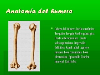 Anatomía ddeell hhuummeerroo 
 CCaabbeezzaa ddeell hhúúmmeerroo CCuueelllloo aannaattóómmiiccoo 
TTrrooqquuiitteerr TTrrooqquuiinn CCuueelllloo qquuiirrúúrrggiiccoo 
CCrreessttaa ssuubbttrrooqquuiinniiaannaa CCrreessttaa 
ssuubbttrrooqquuiitteerriiaannaa IImmpprreessiióónn 
ddeellttooiiddeeaa CCaannaall rraaddiiaall AAgguujjeerroo 
nnuuttrriicciioo FFoossaa ccoorroonnooiiddeeaa FFoossaa 
oolleeccrraanniiaannaa EEppiiccoonnddiilloo TTrroocclleeaa 
hhuummeerraall EEppiittrróócclleeaa 
 