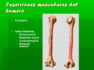 Inserciones mmuussccuullaarreess ddeell 
hhuummeerroo 
 Cuerpo 
 cara interna. 
 Dorsal ancho 
 Redondo mayor 
 Coracobraquial 
 Braquial 
anterior 
 