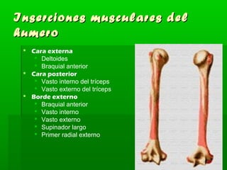 Inserciones mmuussccuullaarreess ddeell 
hhuummeerroo 
 Cara externa 
 Deltoides 
 Braquial anterior 
 Cara posterior 
 Vasto interno del tríceps 
 Vasto externo del tríceps 
 Borde externo 
 Braquial anterior 
 Vasto interno 
 Vasto externo 
 Supinador largo 
 Primer radial externo 
 