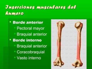 Inserciones mmuussccuullaarreess ddeell 
hhuummeerroo 
 Borde anterior 
 Pectoral mayor 
 Braquial anterior 
 Borde interno 
 Braquial anterior 
 Coracobraquial 
 Vasto interno 
 