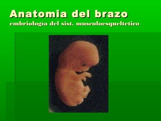 AAnnaattoommiiaa ddeell bbrraazzoo 
eemmbbrriioollooggííaa ddeell ssiisstt.. mmuussccuullooeessqquueelltteettiiccoo 
 