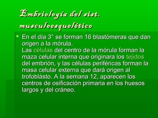 Embriología ddeell ssiisstt.. 
mmuussccuullooeessqquueellééttiiccoo 
 EEnn eell ddííaa 33°° ssee ffoorrmmaann 1166 bbllaassttóómmeerraass qquuee ddaann 
oorriiggeenn aa llaa mmóórruullaa.. 
LLaass ccéélluullaass ddeell cceennttrroo ddee llaa mmóórruullaa ffoorrmmaann llaa 
mmaazzaa cceelluullaarr iinntteerrnnaa qquuee oorriiggiinnaarraa llooss tteejjiiddooss 
ddeell eemmbbrriióónn,, yy llaass ccéélluullaass ppeerriifféérriiccaass ffoorrmmaann llaa 
mmaassaa cceelluullaarr eexxtteerrnnaa qquuee ddaarráá oorriiggeenn aall 
ttrrooffoobblláássttoo.. AA llaa sseemmaannaa 1122,, aappaarreecceenn llooss 
cceennttrrooss ddee oossiiffiiccaacciióónn pprriimmaarriiaa eenn llooss hhuueessooss 
llaarrggooss yy ddeell ccrráánneeoo.. 
 