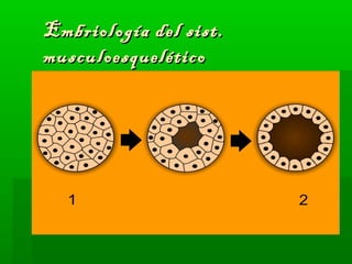 Embriología ddeell ssiisstt.. 
mmuussccuullooeessqquueellééttiiccoo 
 