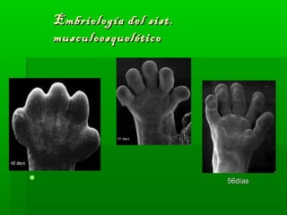 EEmmbbrriioollooggííaa ddeell ssiisstt.. 
mmuussccuullooeessqquueellééttiiccoo 
 5566ddííaass 
 