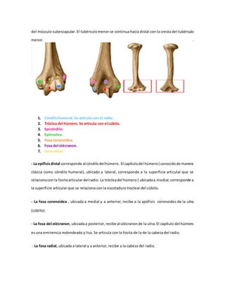 Anatomía Radiológica del Brazo 6ª Parte | DOCX