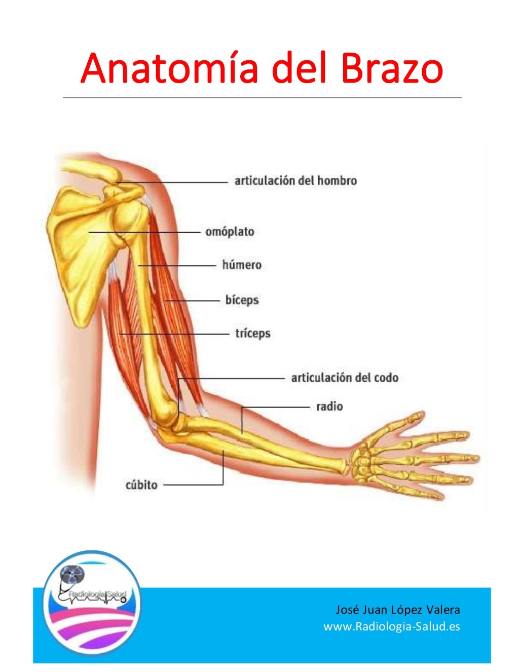 Anatomía Radiológica del Brazo 6ª Parte
