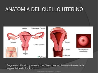 ANATOMIA DEL CUELLO UTERINO
Segmento cilíndrico y estrecho del útero, que se observa a través de la
vagina. Mide de 2 a 4 cm.
DR ROBERTO RODRIGUEZ FAJARDO
 