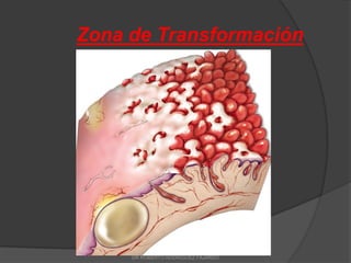 Zona de Transformación
DR ROBERTO RODRIGUEZ FAJARDO
 