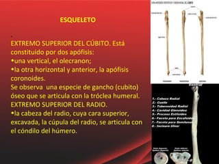 Anatomia del codo | PPT