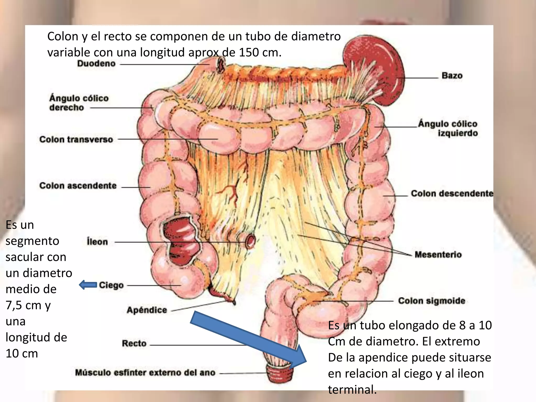 Distal Colonic Anatomía Del Colon En Imágenes