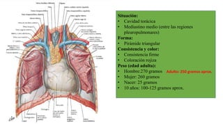 Situación:
• Cavidad torácica
• Mediastino medio (entre las regiones
pleuropulmonares)
Forma:
• Pirámide triangular
Consis...