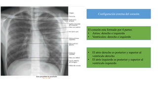 El corazón esta formado por 4 partes:
• Atrios: derecho e izquierdo
• Ventrículos: derecho e izquierdo
Configuración exter...