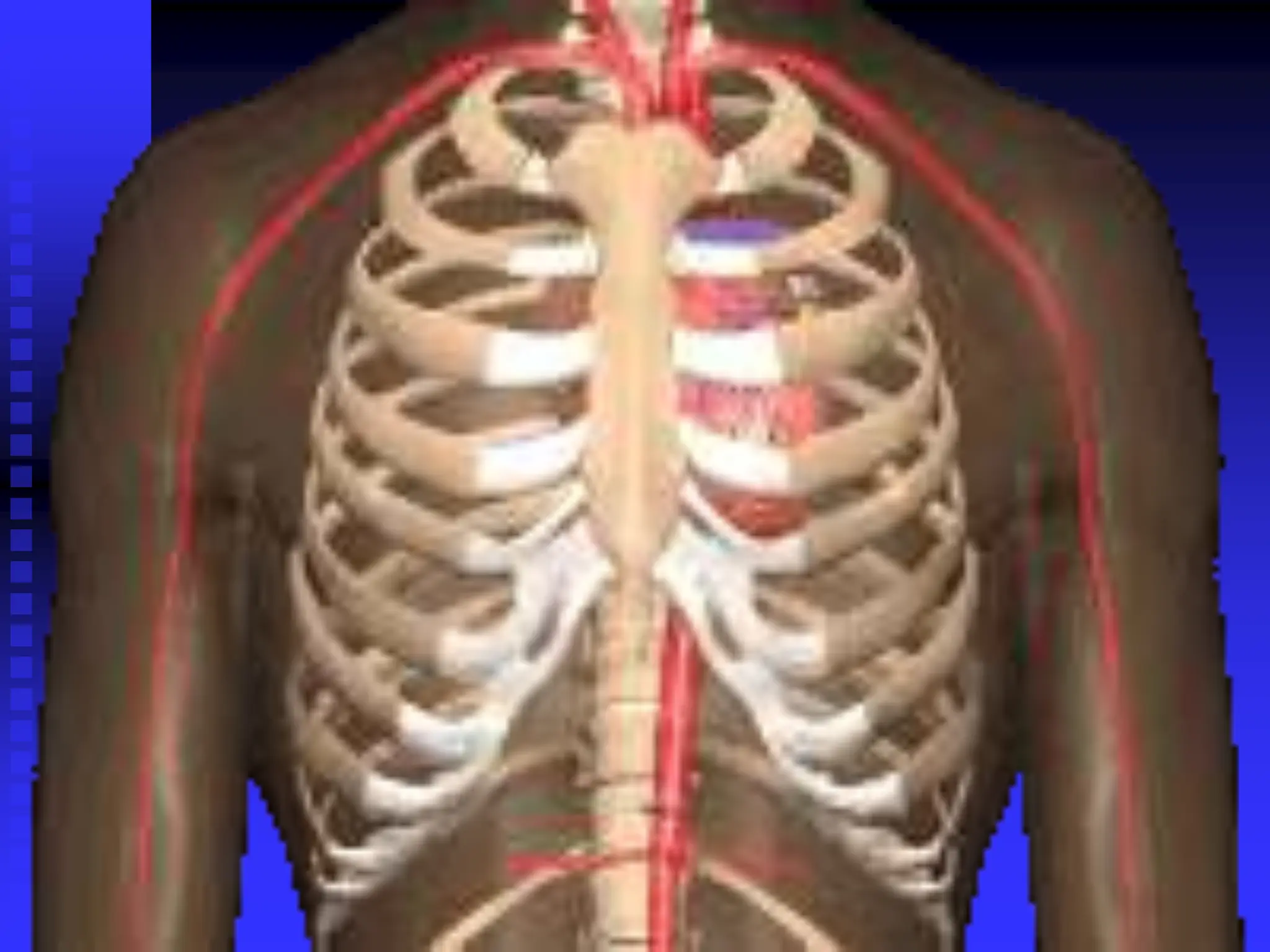 Anatomía Del Corazón Humano Ppt ☑ Sistema Cardiovascular