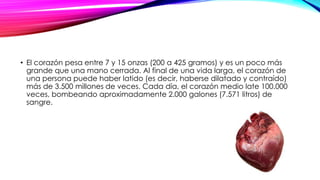 • El corazón pesa entre 7 y 15 onzas (200 a 425 gramos) y es un poco más
grande que una mano cerrada. Al final de una vida larga, el corazón de
una persona puede haber latido (es decir, haberse dilatado y contraído)
más de 3.500 millones de veces. Cada día, el corazón medio late 100.000
veces, bombeando aproximadamente 2.000 galones (7.571 litros) de
sangre.
 