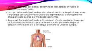 • Una membrana de dos capas, denominada «pericardio» envuelve el
corazón como una bolsa.
• La capa externa del pericardio rodea el nacimiento de los principales vasos
sanguíneos del corazón y está unida a la espina dorsal, al diafragma y a
otras partes del cuerpo por medio de ligamentos.
• La capa interna del pericardio está unida al músculo cardíaco. Una capa
de líquido separa las dos capas de la membrana, permitiendo que el
corazón se mueva al latir a la vez que permanece unido al cuerpo.
 
