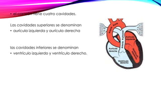 • el corazón tiene cuatro cavidades.
Las cavidades superiores se denominan
• aurícula izquierda y aurícula derecha
las cavidades inferiores se denominan
• ventrículo izquierdo y ventrículo derecho.
 